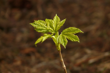 India Will Soon Cure COVID-19 Patients With Ayurvedic Treatment: Minister